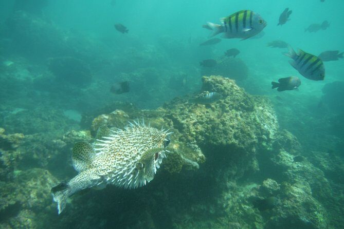 Snorkel Tour in Las Gatas Water Break - Final Thoughts