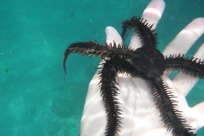 Snorkel Tour in Las Gatas Water Break - FAQs