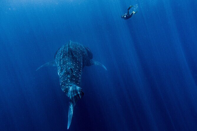 Snorkel Tour - San Jose del Cabo - Key Points