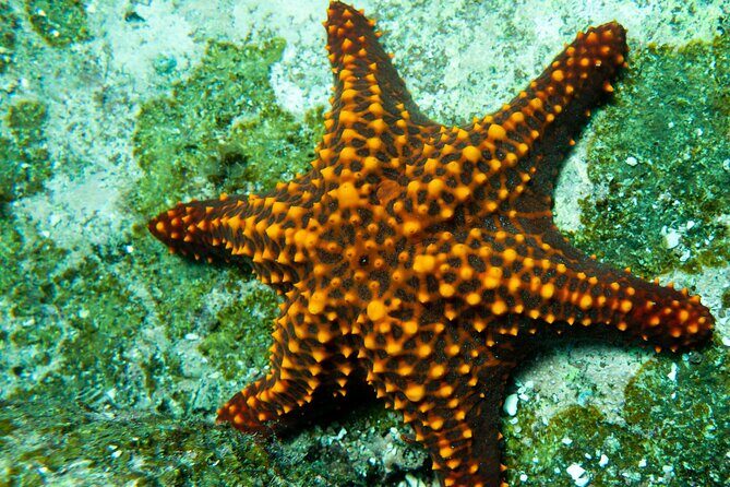 Snorkel Tour - San Jose del Cabo - Possible Considerations