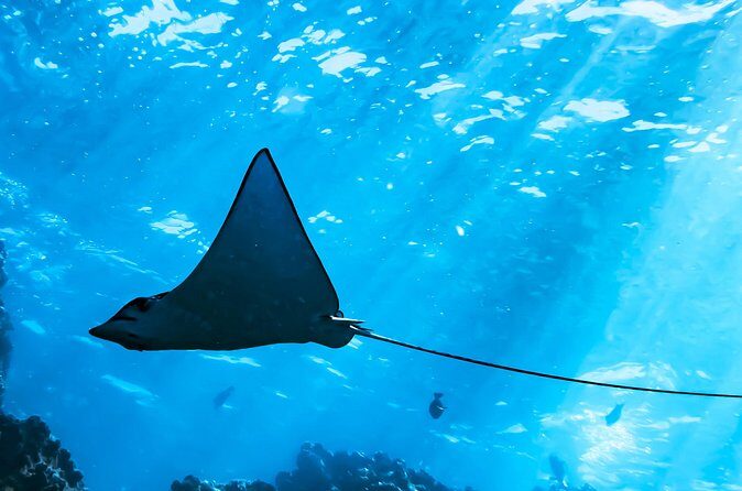 Snorkel Tour - San Jose del Cabo - Who Would Love This Tour?