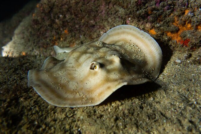 Snorkel Tour - San Jose del Cabo - Final Thoughts: Is It Worth It?