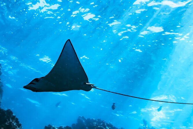 Snorkel Tour - San Jose del Cabo - FAQs