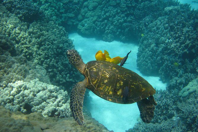 Snorkel Tour to Captain Cook Monument Kailua-Kona, Big Island - FAQ: Your Practical Questions Answered