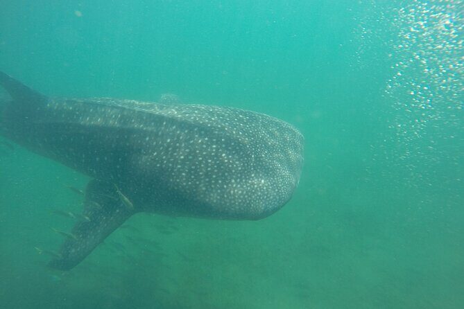 Snorkel Tour with Whale Shark in La Paz - Snorkel Tour with Whale Shark in La Paz: A Closer Look