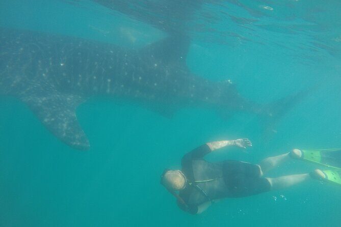 Snorkel Tour with Whale Shark in La Paz - Key Points