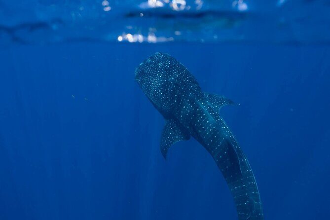 Snorkel with Giants at Ningaloo Reef - The Itinerary: A Detailed Look at Your Day
