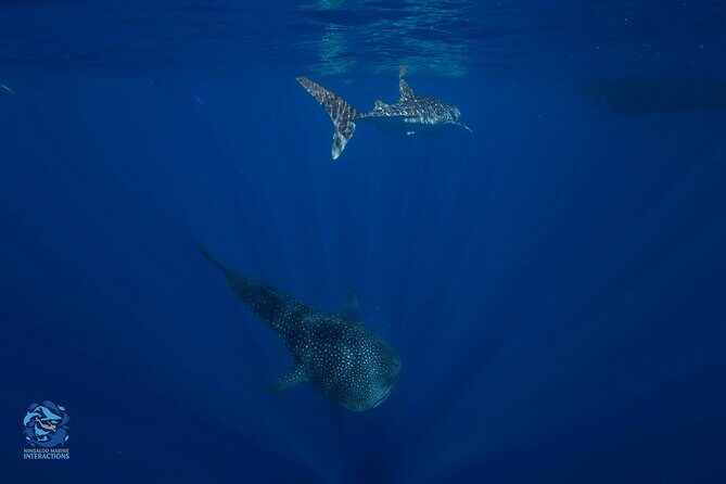 Snorkel with Giants at Ningaloo Reef - FAQ: Your Practical Questions Answered