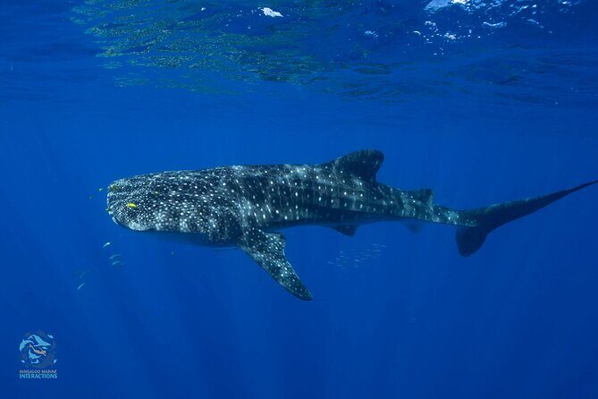 Snorkel with Giants at Ningaloo Reef - Final Thoughts
