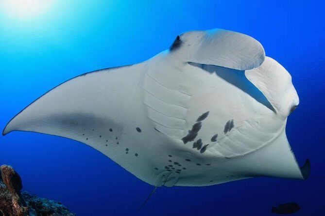 Snorkel with Manta Rays Guaranteed - Key Points