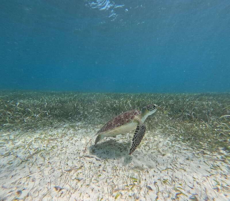 snorkel with tropical fish, reefs, and in search of turtles - Final Thoughts