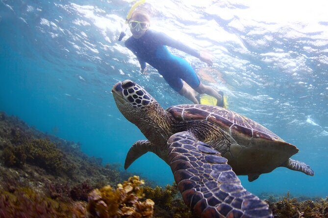 Snorkel with Turtles - Snorkel with Turtles: A Genuine Oahu Ocean Experience