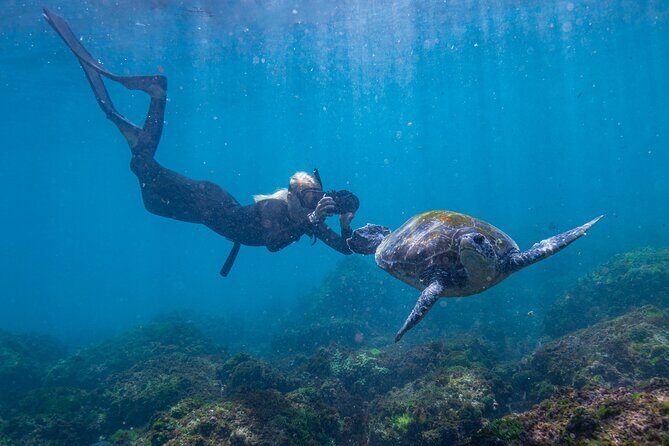 Snorkel with Turtles Gold Coast - Why This Tour Offers Great Value