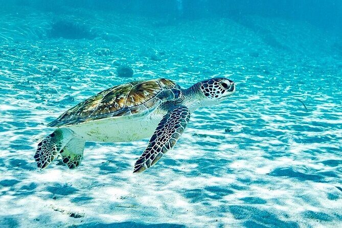 Snorkel with Turtles & Kenepa Grandi Beach: Nr.1 Island Day Trip - Snorkel with Turtles & Kenepa Grandi Beach: Nr.1 Island Day Trip — A Complete Review