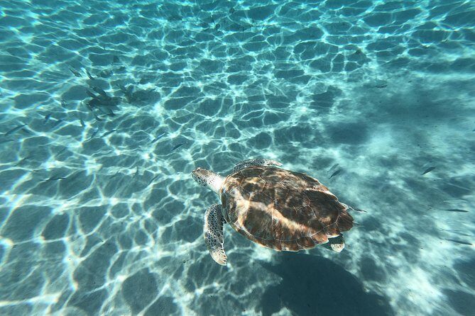 Snorkel with Turtles & Kenepa Grandi Beach: Nr.1 Island Day Trip - FAQs