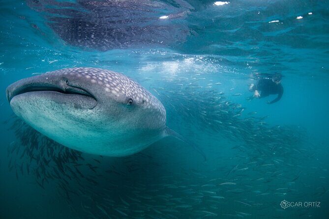 Snorkel with whale sharks includes equipment & transportation - A Detailed Look at the Tour Experience