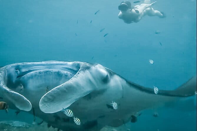 Snorkeling 3 Spots with GoPro & West Coast Tour Nusa Penida - Key Points