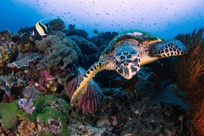 Snorkeling 4 Spot With Manta Bay Or Optional Land Trip - An In-Depth Look at the Snorkeling 4-Spot Tour