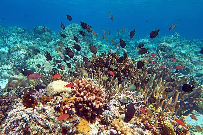 Snorkeling activity with Boat ride from Montego Bay - FAQ