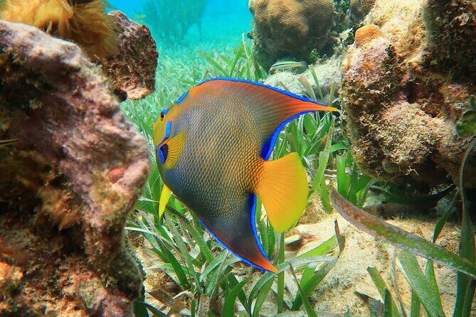 Snorkeling adventure at Puerto Morelos Reef National Park - Discover the Underwater World at Puerto Morelos Reef National Park
