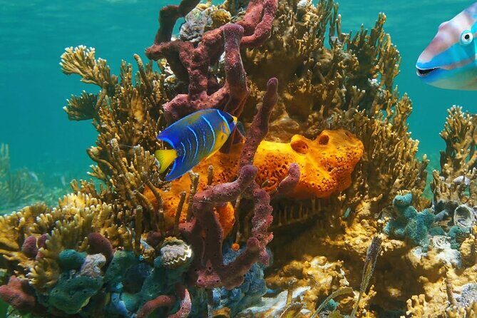 Snorkeling adventure at Puerto Morelos Reef National Park - Frequently Asked Questions