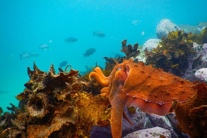 Snorkeling Adventure for Kids with Private Guide In Sydney - The Location: Clovelly Beach