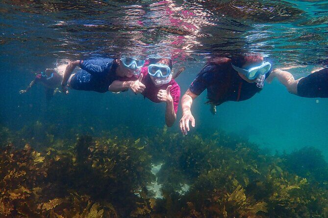 Snorkeling Adventure for Kids with Private Guide In Sydney - The Experience Itself
