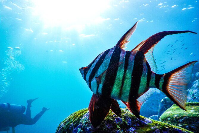 Snorkeling Adventure for Kids with Private Guide In Sydney - Flexibility and Customization