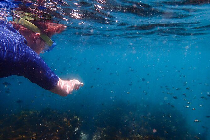 Snorkeling Adventure for Kids with Private Guide In Sydney - Authentic Experiences and Reviews