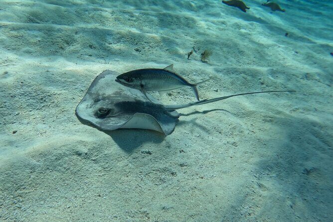 Snorkeling adventure in El Cielo, El Cielito, Palancar and Colombia. - A Closer Look at the Snorkeling Adventure in Cozumel