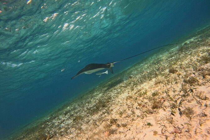 Snorkeling adventure in El Cielo, El Cielito, Palancar and Colombia. - The Sum Up