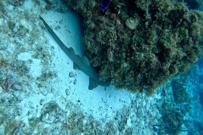 Snorkeling adventure in El Cielo, El Cielito, Palancar and Colombia. - FAQs