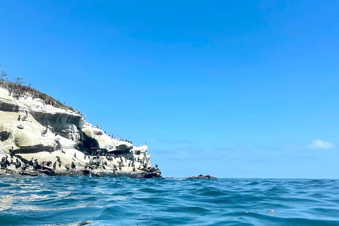 Snorkeling Adventure in La Jolla - Safety and comfort considerations