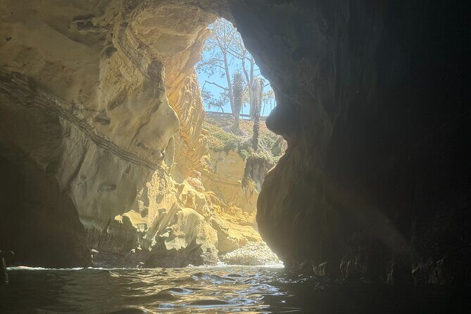 Snorkeling Adventure in La Jolla - What the experience offers for different travelers