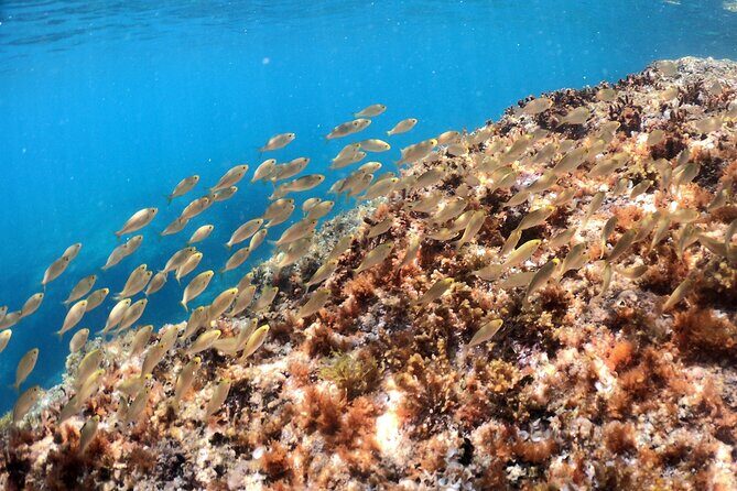 SNORKELING ADVENTURE | Pula Boat - Frequently Asked Questions (FAQs)