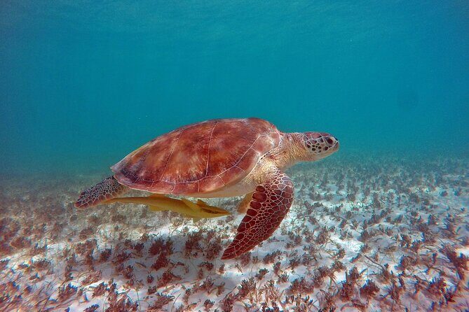 Snorkeling Adventure Swim with Sea Turtles at Akumal - A Balanced Look at the Experience