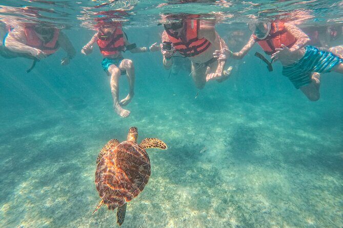 Snorkeling Adventure Swim with Sea Turtles at Akumal - FAQ