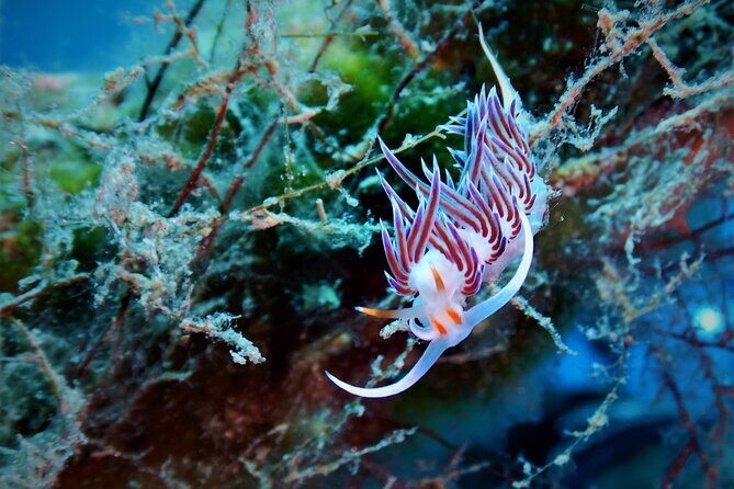 Snorkeling Adventure Trip - Who Should Consider This Snorkeling Tour?