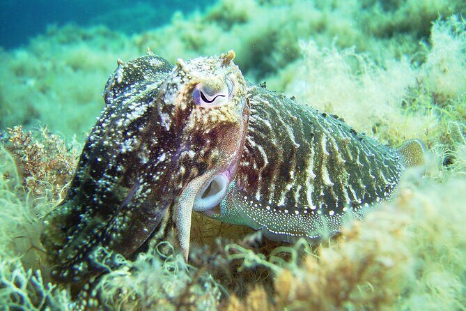 Snorkeling Adventure Trip - FAQs