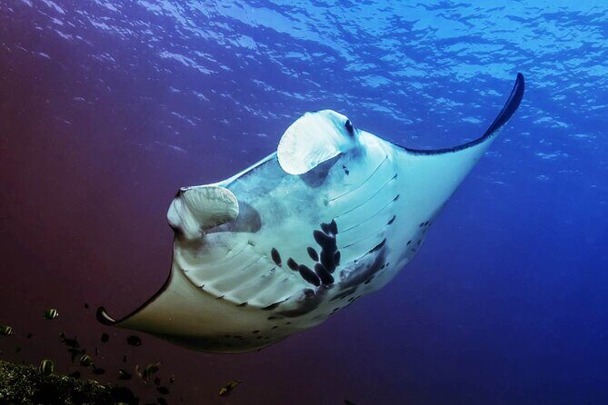 Snorkeling Adventure with East Nusa Penida Tour All Inclusive - Exploring Nusa Penida: An In-Depth Review of the Snorkeling Adventure