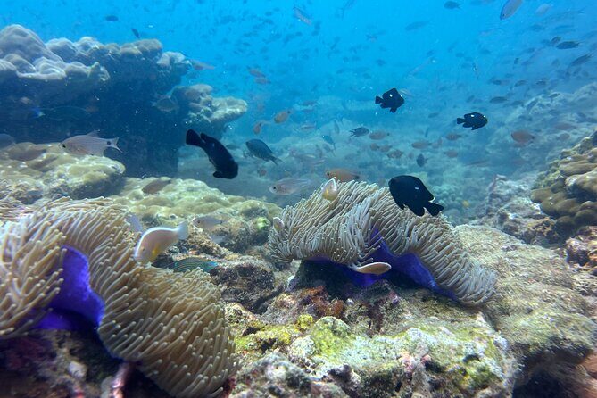 Snorkeling Adventure with Guide - Key Points