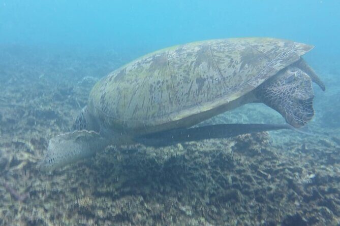 Snorkeling Adventure with Guide - A Closer Look: The Experience at Champagne Reef