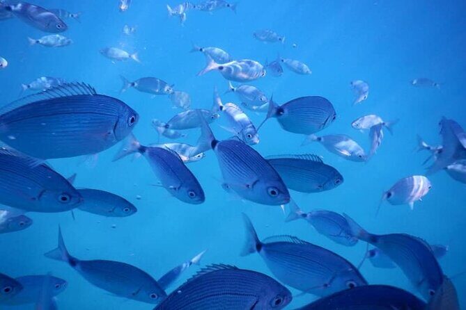 Snorkeling Adventure with Guide - Who Will Love This Experience?