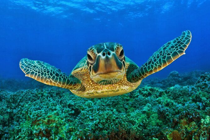 Snorkeling Adventure with Sea Turtles and Cenote Exploration - Snorkeling Adventure with Sea Turtles and Cenote Exploration