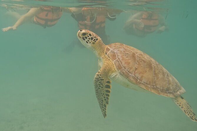 Snorkeling Adventure with Sea Turtles and Cenote Exploration - Frequently Asked Questions