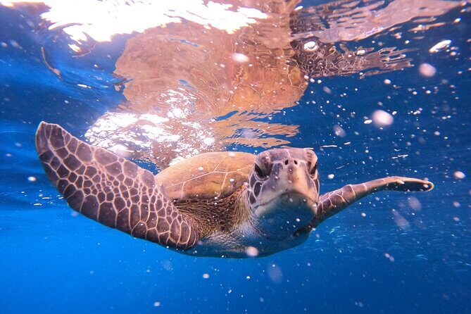 Snorkeling and Boat Tour in a Turtle Area - The Sum Up: The Best Fit for Curious Ocean Lovers