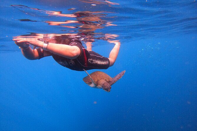 Snorkeling and Boat Tour in a Turtle Area - FAQs