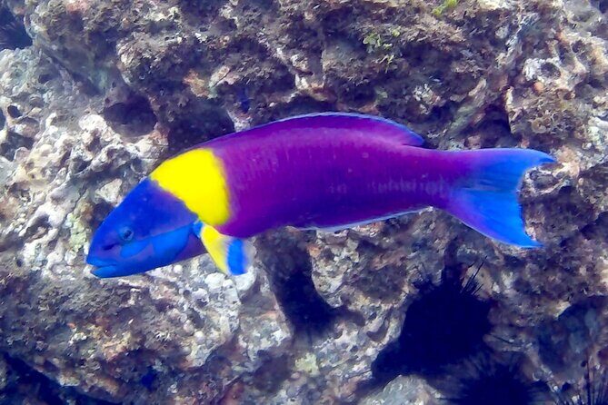 Snorkeling and Cruises - Final Thoughts