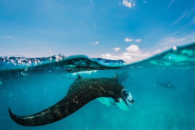 Snorkeling and Freediving Trip around Nusa Penida - Discover the Underwater Wonders of Nusa Penida