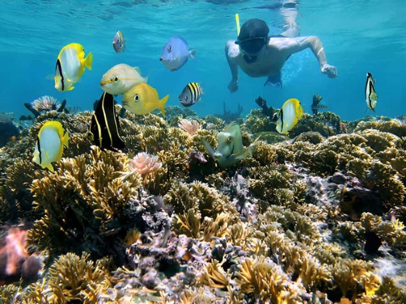 Snorkeling and mangroves with lunch at Baru white beach Cartagena - Snorkeling and Mangroves with Lunch at Baru White Beach, Cartagena